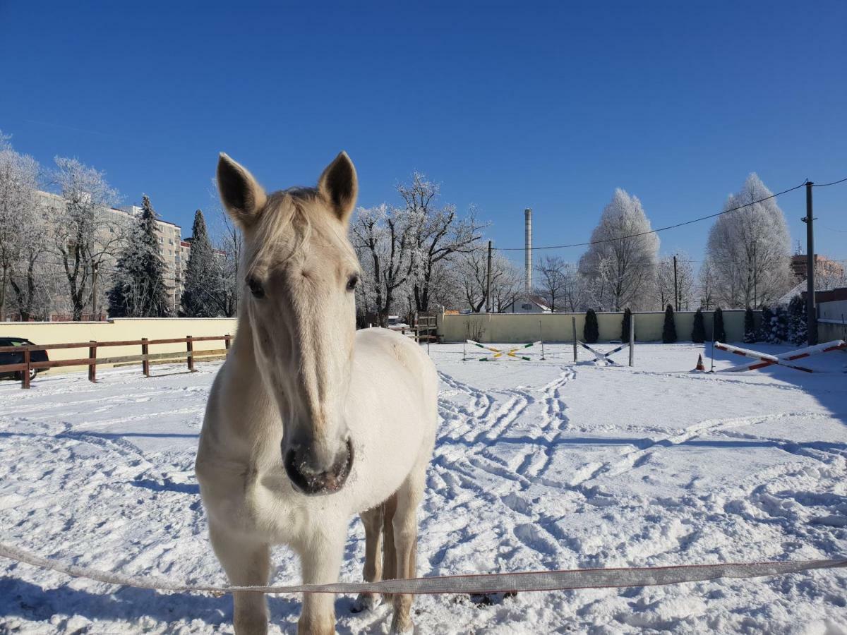 Farm Stay Nh Stables Nyrany Экстерьер фото